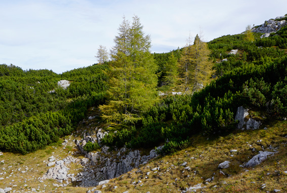 Bäume, Lärchen auf dem Dachsteingebirge. Ein Bericht der ANISA, Verein für alpine Forschung, 2014